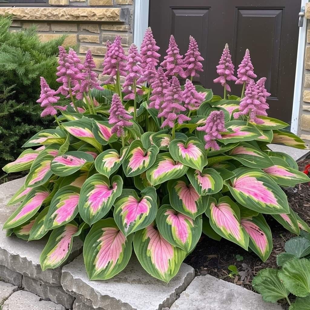 LAST DAY: BUY 3 GET 2 FREE🍃Rare Hosta Seeds🌿Survival rate of up to 95%